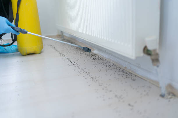 Best Wasp Removal Services  in Corbin, KY